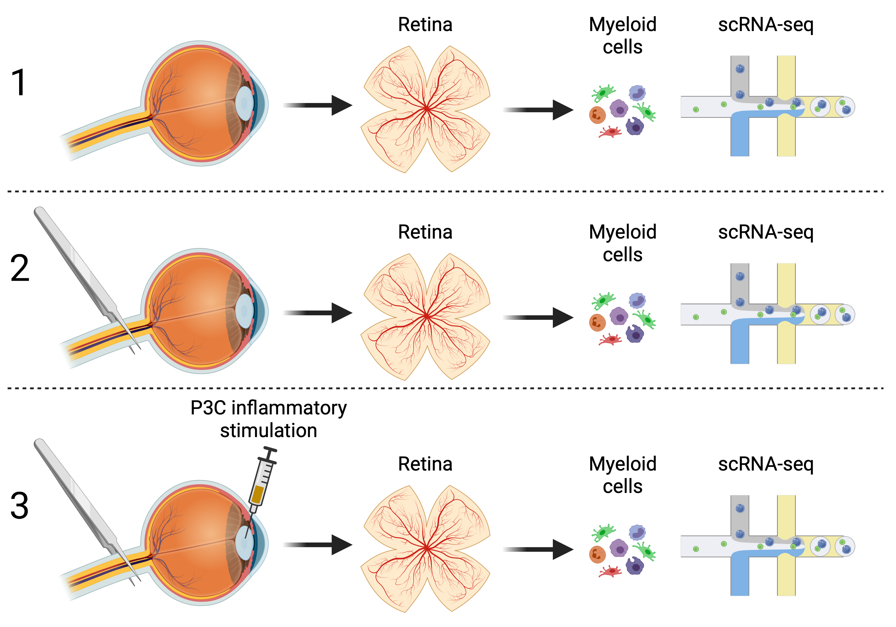 img overview index Retina